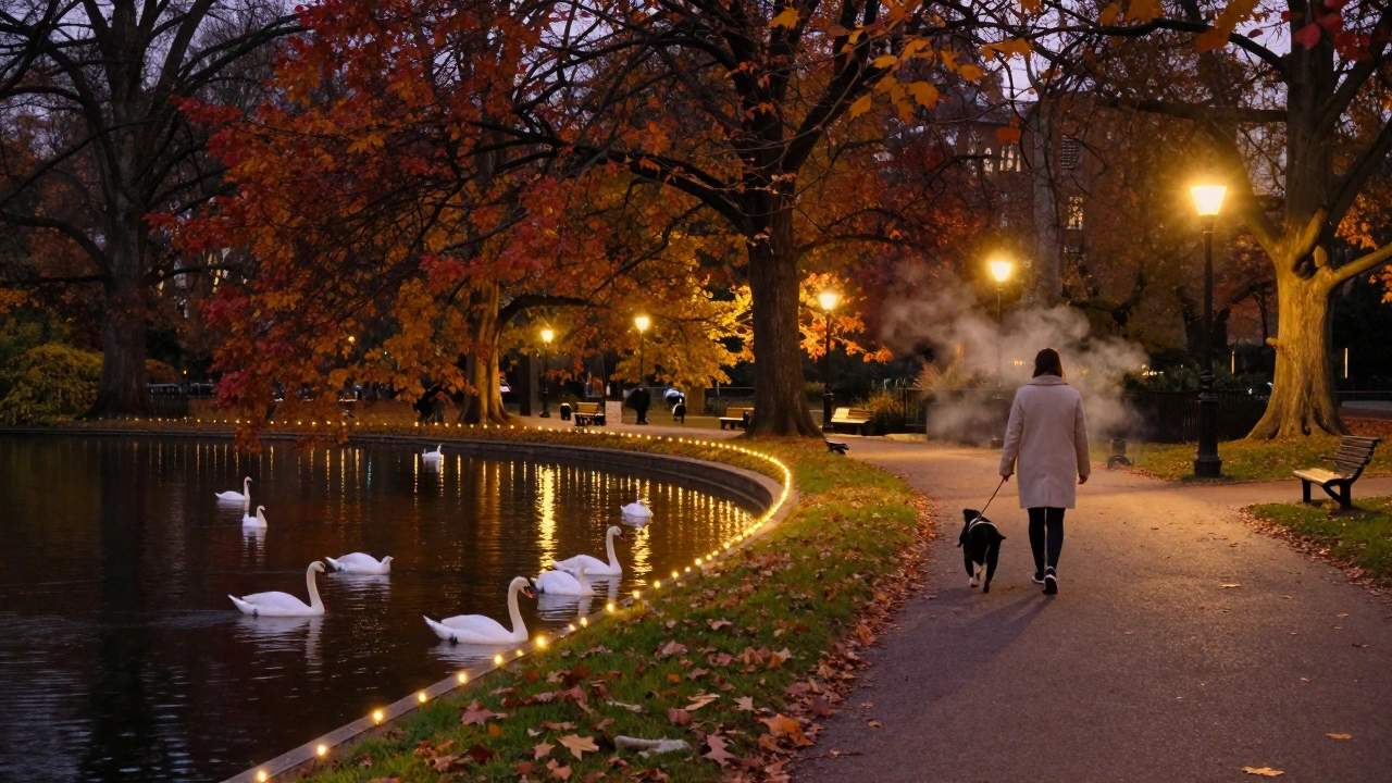 Evening lights along the Serpentine in autumn, with swans gliding and trees glowing in warm colors.